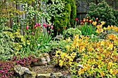 SPRING GARDEN WITH RHODODENDRON CV.,TULIPA RENOWN (ON LEFT OF PICTURE), TULIPA KINGSBLOOD AND FRINGED TULIP DAVENPORT (TO RIGHT OF PICTURE); AMELANCHIER OBELISK (REAR)