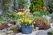 SPRING GARDEN WITH RHODODENDRON IN CONTAINER