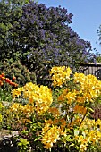 SPRING GARDEN WITH RHODODENDRON CV.