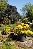 SPRING GARDEN WITH RHODODENDRON CV, IN CONTAINER