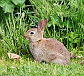 RABBIT IN GARDEN