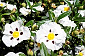 CISTUS LADANIFER