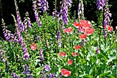 DIGITALIS PURPUREA WITH PAPAVER SOMNIFERUM