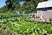 BEATRIX POTTER EXHIBITION,  MR. MCGREGORS GARDEN, HELD AT RHS ROSEMOOR