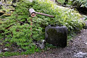 TSUKUBAI (WATER BASIN) WITH ACER PALMATUM VAR. DISSECTUM VIRIDIS IN THE JAPANESE GARDEN , ST. MAWGAN VILLAGE , CORNWALL: JUNE