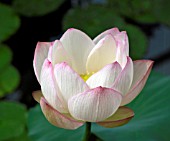 NELUMBO CHAWAN BASU