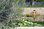 OLEA TUSCAN FRANTOIO IN THE DORSET WATER LILY GARDEN ROMANTIC CHARM AT THE HAMPTON COURT PALACE FLOWER SHOW JULY 2008