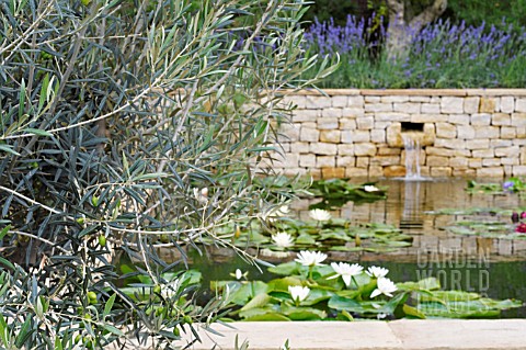 OLEA_TUSCAN_FRANTOIO_IN_THE_DORSET_WATER_LILY_GARDEN_ROMANTIC_CHARM_AT_THE_HAMPTON_COURT_PALACE_FLOW