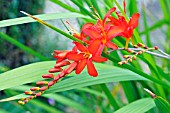 CROCOSMIA MISTRAL