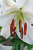 ORIENTAL HYBRID LILY