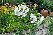 GARDEN SCENE WITH LILIUM ORIENTAL HYBRID