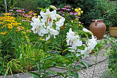 GARDEN_SCENE_WITH_LILIUM_ORIENTAL_HYBRID