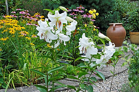 GARDEN_SCENE_WITH_LILIUM_ORIENTAL_HYBRID