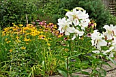 GARDEN SCENE WITH LILIUM ORIENTAL HYBRID