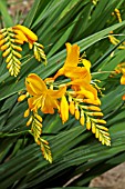 CROCOSMIA WALBERTON YELLOW, SURREY: AUGUST