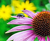 FLESH FLY ON PETAL OF ECHINACEA PURPUREA MAGNUS