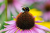 WHITE-TAILED BUMBLEBEE ON ECHINACEA