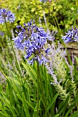 AGAPANTHUS PURPLE CLOUD