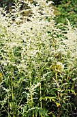 ARTEMISIA LACTIFLORA ELFENBEIN