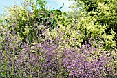 THALICTRUM DELAVAYI HEWITTS DOUBLE AGAINST LIGUSTUM QUIHOUI