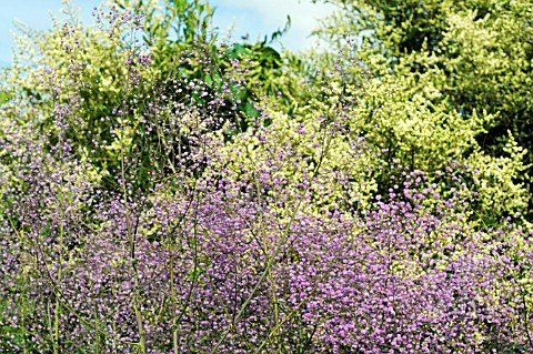 THALICTRUM_DELAVAYI_HEWITTS_DOUBLE_AGAINST_LIGUSTUM_QUIHOUI