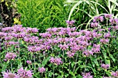 MONARDA VIOLET QUEEN