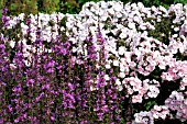 LYTHRUM VIRGATUM DROPMORE PURPLE WITH PHLOX PANICULATA MOTHER OF PEARL