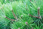 PINUS NIGRA SUBSP. NIGRA BRIGHT EYES