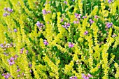 ERICA CINEREA WINDLEBROOKE