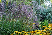 MISCANTHUS , SINENSIS FLAMINGO (RIGHT OF PICTURE) WITH MISCANTHUS SINENSIS FERNER OSTEN AND RUDBECKIA FULGIDA VAR. SULLIVANTII GOLDSTURM