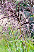 MISCANTHUS SINENSIS FERNER OSTEN