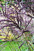 MISCANTHUS SINENSIS FERNER OSTEN