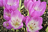 COLCHICUM GLORY OF HEEMSTEDE