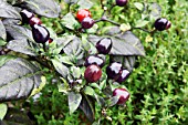 CAPSICUM ANNUUM VAR. ANNUUM FILIUS BLUE