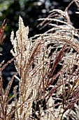 MISCANTHUS SINENSIS FERNER OSTEN AND MISCANTHUS SINENSIS FLAMINGO