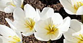 COLCHICUM SPECIOSUM ALBUM