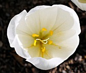 COLCHICUM SPECIOSUM ALBUM