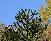 SEED PODS OF ARAUCARIA ARAUCANA