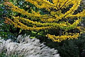 GINKO BILOBA WITH MISCANTHUS CV