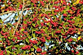 COTONEASTER BERRIES