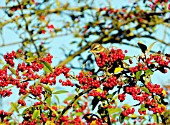 REDWING ON COTONEASTER