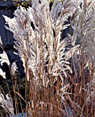 MISCANTHUS FERNER OSTEN