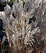 MISCANTHUS FERNER OSTEN