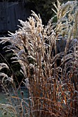 MISCANTHUS FERNER OSTEN