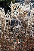 MISCANTHUS FERNER OSTEN