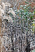 FROSTY BORDER WITH RUDBECKIA FULGIDA VAR. SULLIVANTII GOLDSTURM