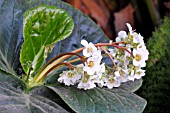 BEGONIA CILIATA