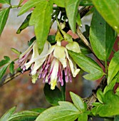 CLEMATIS NAPAULENSIS