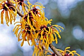 HAMAMELIS X INTERMEDIA ORANGE PEEL