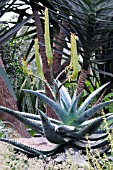 ALOE IN BORDER